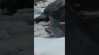 Discover the Wonders of the Leopard Seal in Antarctica [upl. by Earla]