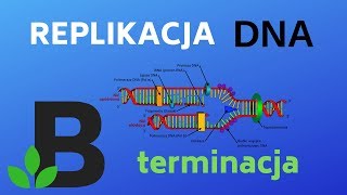 TERMINACJA replikacji DNA  genetyka  KOREPETYCJE z BIOLOGII  206 [upl. by Anha20]