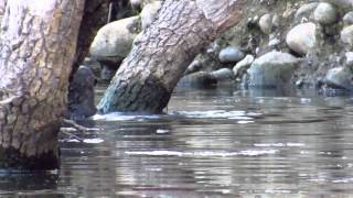 Otter Eats Bullfrog [upl. by Timmie]