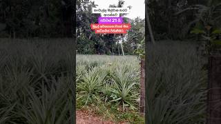 Land for sale in Hanwalla Welgama 😌👏 [upl. by Chainey417]