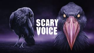 Scary 😱 Sounds of Birds [upl. by Ailimaj]