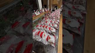 My Countertop HOLDS 350 COOKiES bakingtips christmas justthebells10 [upl. by Anavas744]