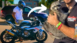 Kawi the Raccoons Last Ride with Me [upl. by Engud151]