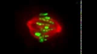 Microtubule and kinetochore dynamics in an SDS cell [upl. by Esinet]