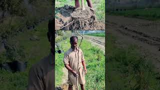 Lagerstroemia speciosaਜਰੂਲ ਦਾ ਪੌਦਾ Transplant at Shesham Farm February 2020 [upl. by Jeanne]