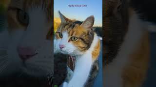 Cat Lover 😾 kitten meowing cute 😻 HelloKittyCats Episode 1535 [upl. by Lib]