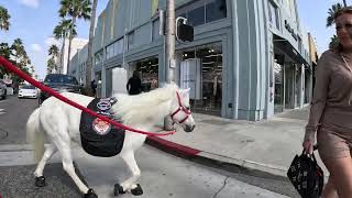 Lt Rowdy visiting Rodeo Drive 7 of 13 92124 [upl. by Ecyob489]