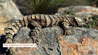 Armadillo Lizard Facts You’ll Never Forget [upl. by Ycak]