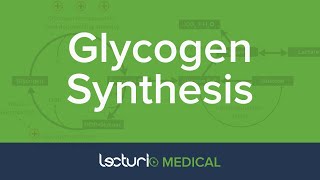 Glycogen Synthesis  Glycogen Metabolism  Biochemistry [upl. by Skippy]