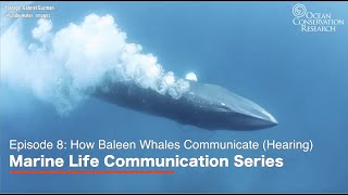 How Baleen Whales Communicate Hearing [upl. by Rubenstein932]