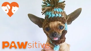 Adorable Dancing Teacup Chihuahua Pup Is Not Dancing At All  PAWsitive 🧡 [upl. by Reider]