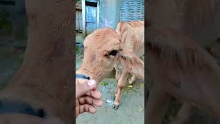 Enko v ata hai pyaar karna loveyouallovertheworld cow loveanimals [upl. by Adnola]