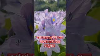 আপনি কেন এত ভালোবাসি ইয়া রাসুলুল্লাহ। bassera [upl. by Supple]