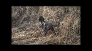 Gordon setter pointing pheasant [upl. by Kaete]