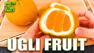 UGLI FRUIT  Jamaican tangelo  TASTING and REVIEW  An Orange a Grapefruit and a Tangerine [upl. by Ettenowtna]