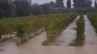 Nubifragio a Bolgheri le vigne sottacqua allarme per il Cabernet [upl. by Bettine719]