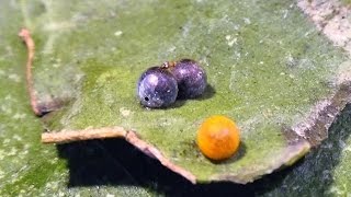 Chalcid Wasps hatching from Giant Swallowtail eggs [upl. by Acinnad]