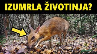 Izumrle Ĺ˝ivotinje Snimljene Kamerom [upl. by Amuh958]