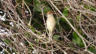 Eurasian Blackcap Capinera Sylvia atricapilla female [upl. by Mandie598]