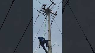 Bird nest removal process on power transmission poles [upl. by Neehahs56]