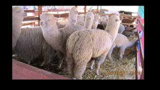 juzgamiento de alpacas en toroya 2012 [upl. by Zoller]