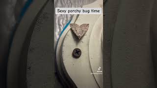 Sexy porchy bug time bugs [upl. by Ayit]