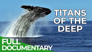 Titans of the Deep  The Fascinating World of Whales  Free Documentary Nature [upl. by Garceau502]