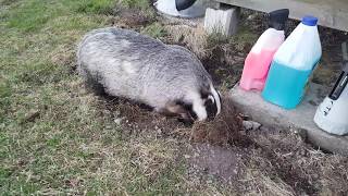 Badger destroying the lawn [upl. by Wolford]