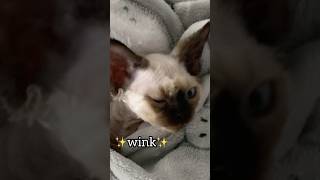 Cat winking cat funny catvideos [upl. by Akimahs]