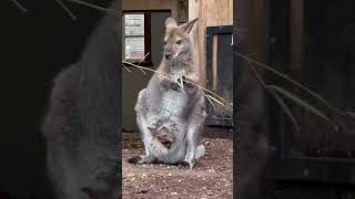 Marsupial Animal Kangaroo [upl. by Oca]