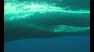 La baleine bleue The Blue whale Balaenoptera musculusflv by naturalmysticlover [upl. by Buiron336]