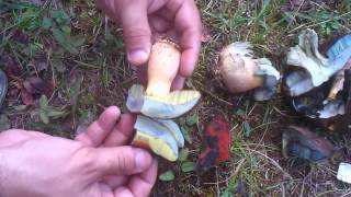 Boletus erythropus or Boletus satanas [upl. by Inajna]