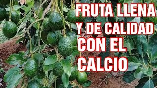 El Fertilizante que TRANSFORMA tu Cultivo de Aguacate Hass [upl. by Strohben761]