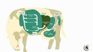 Live Yeast Culture Saccharomyces cerevisiae livestock dietary supplement [upl. by Giovanni495]