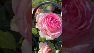 Beautiful Eden rose garden  natural rose flowers [upl. by Sergent816]