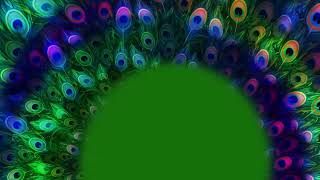 Colourful Peacock Feathers Moving With Green Screen Frame [upl. by Hintze152]