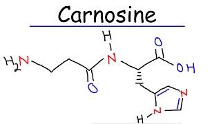 Carnosine  Histidine amp Beta Alanine [upl. by Pace]