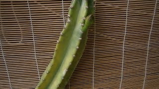 How to propagate Cereus peruvianus cactus and tips [upl. by Ennaeilsel26]