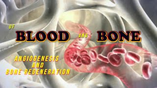 Of Blood and Bone Angiogenesis and bone regeneration [upl. by Lehcsreh]