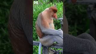 Proboscis Monkey Nasalis larvatus [upl. by Allit]