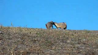 Prairie Dog Sees a Hawk [upl. by Nilok]