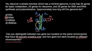 The average size of the gene [upl. by Anahsahs]