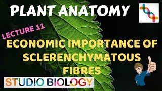 Plant Anatomy 11 – Economic Importance of Sclerenchymatous Fibres [upl. by Anilrats]