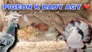 Pigeon k Baby👶 Agy  Bachy Male Per Jai Gy Ya Female Per   Hum Or Shooq [upl. by Kerwin]