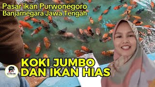 IKAN HIAS KOKI BANYAK YANG JUMBO DI PASAR IKAN PURWONEGORO [upl. by Nibroc]