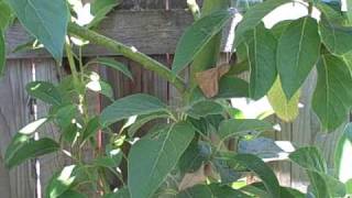 The Mexicola Grande Avocado Tree growing in Northern California [upl. by Ravert49]