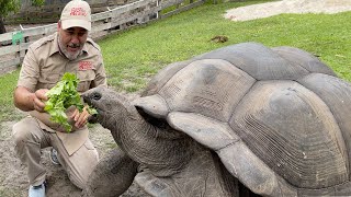 104 YEAR OLD TORTOISE 🐢 [upl. by Ardnyk]