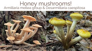 Honey mushrooms Armillaria mellea group Desarmillaria caespitosa and glowing parasitic mycelium [upl. by Kettie]