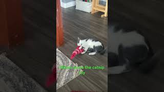 cat play subscribe please and thank you [upl. by Anauqat]