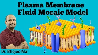 Cell Membrane  Structure and function Fluid Mosaic Model  Class 11 Biology  by Bhojoo Mal [upl. by Eudoxia127]